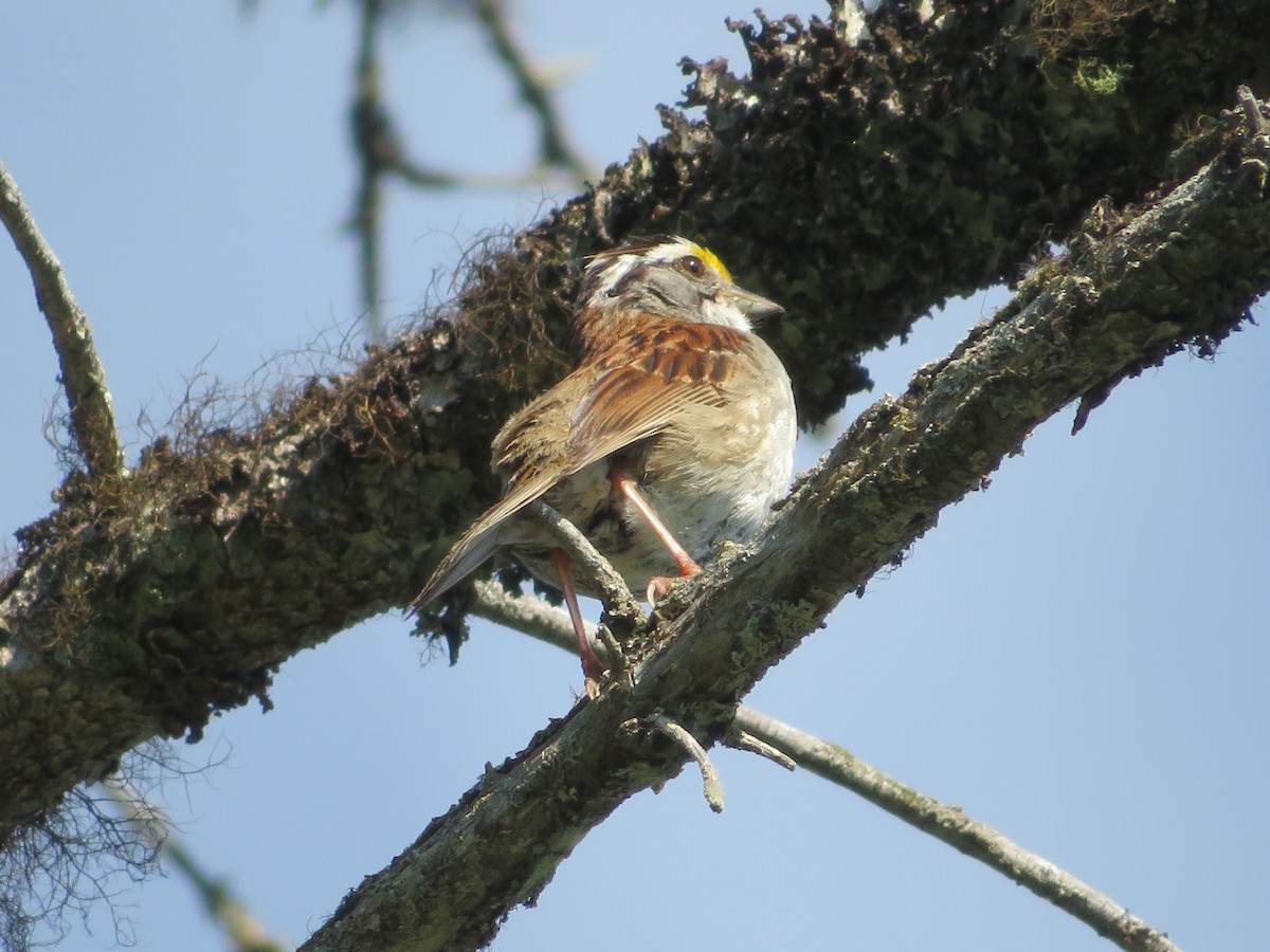 White-throated Sparrow - ML107681121