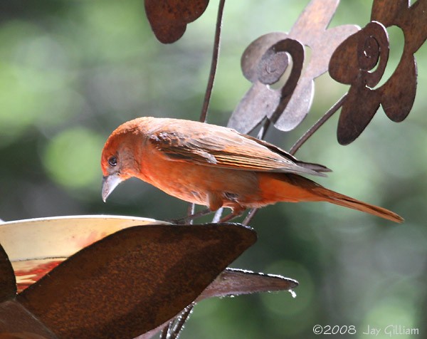 Hepatic Tanager - ML107684761