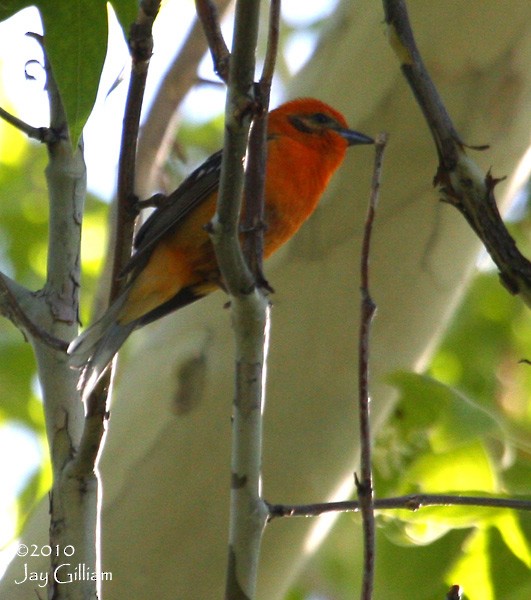 Flame-colored Tanager - Jay Gilliam