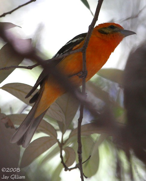 Flame-colored Tanager - ML107685261