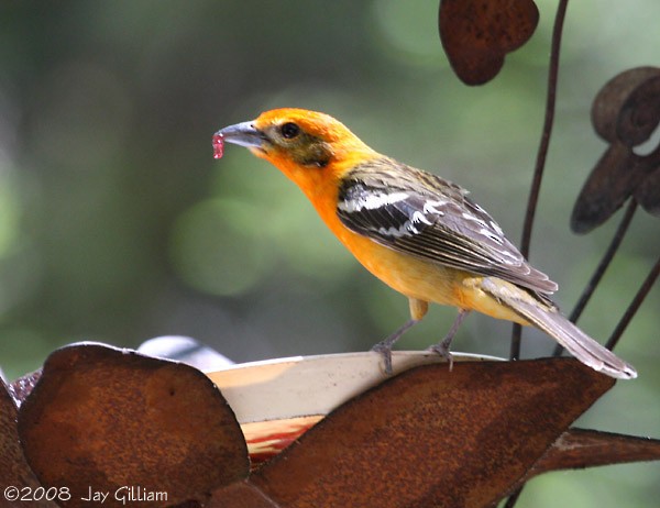 Flame-colored Tanager - Jay Gilliam