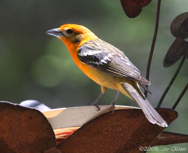 Flame-colored Tanager - ML107685281