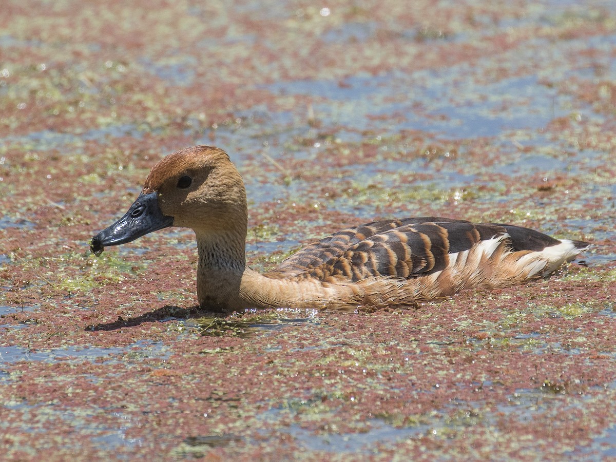 Fulvous Whistling-Duck - Bruce Aird