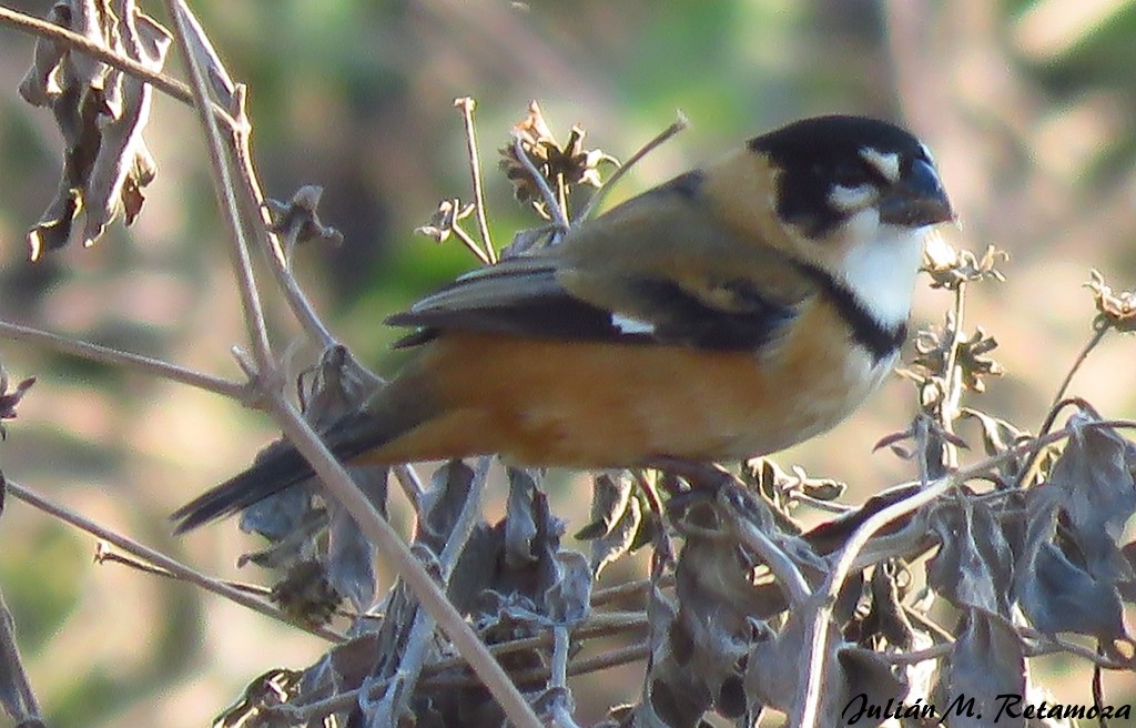 Rusty-collared Seedeater - ML107687461