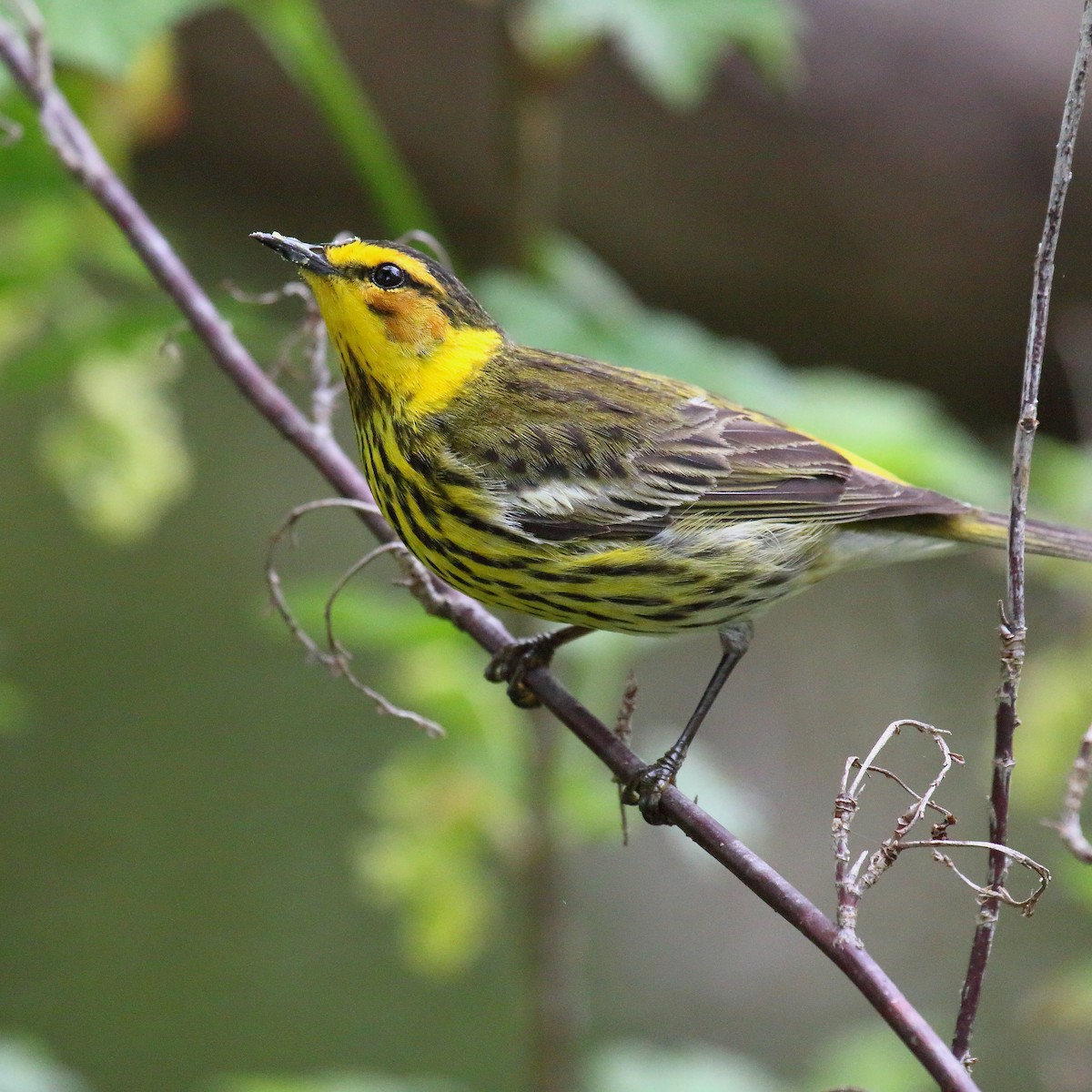 Cape May Warbler - ML107689541