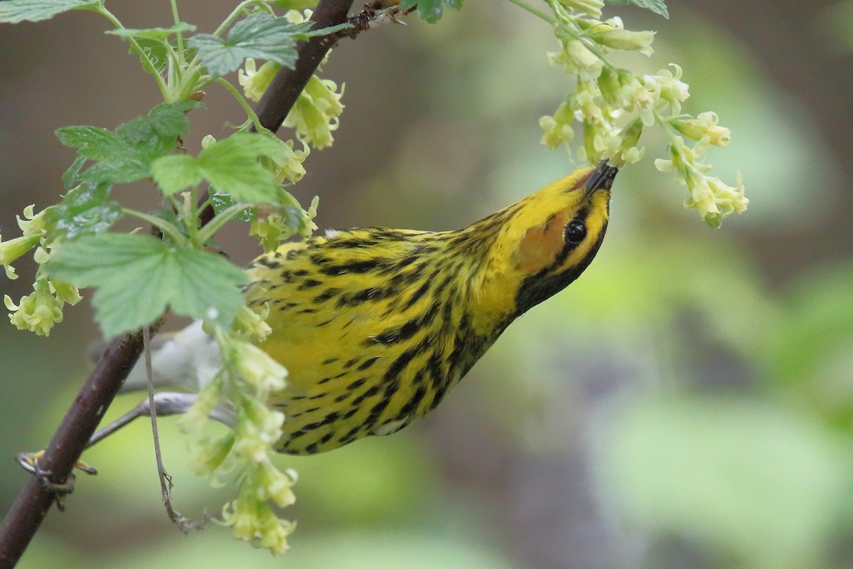 Cape May Warbler - ML107689591