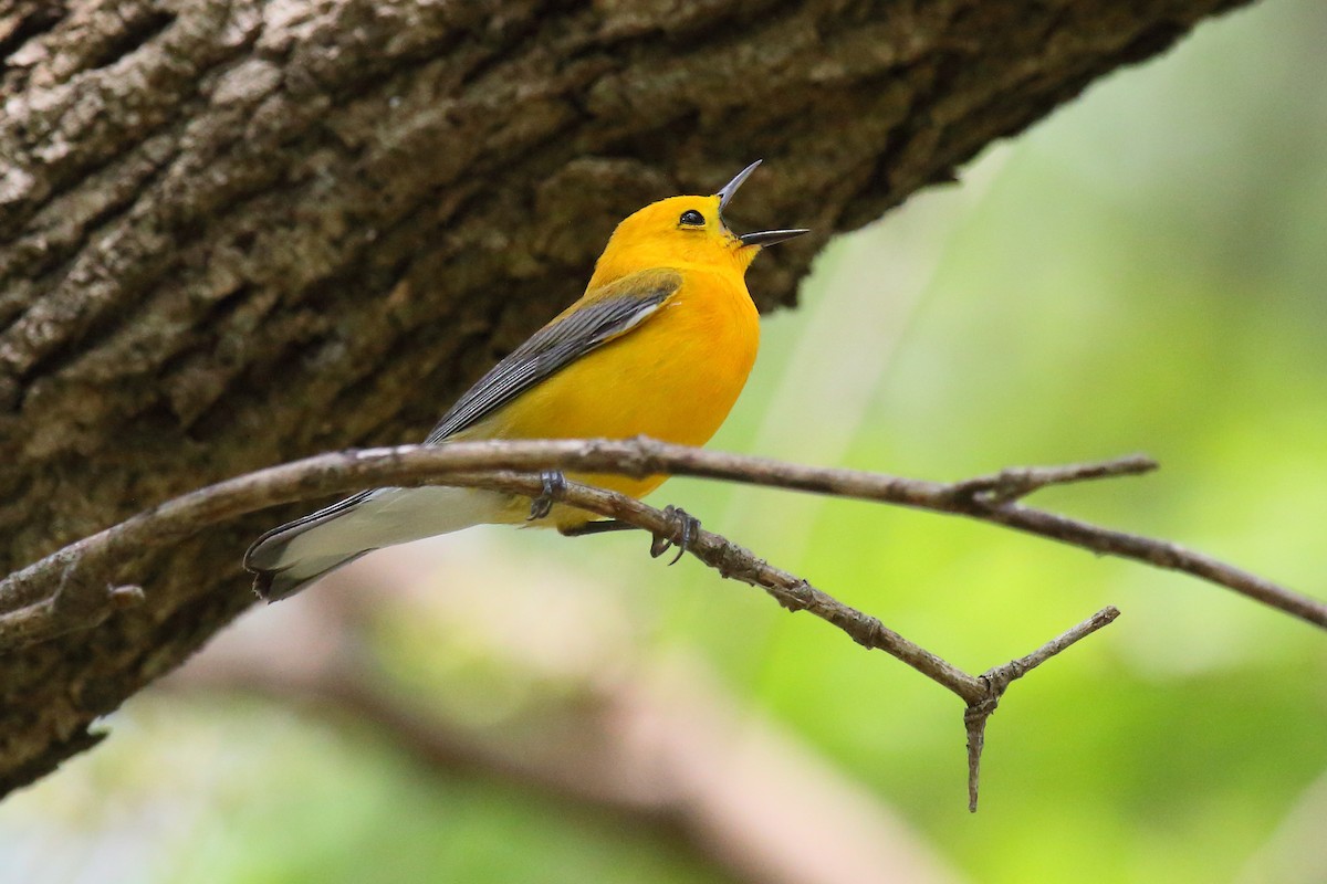 Prothonotary Warbler - Bonnie Graham