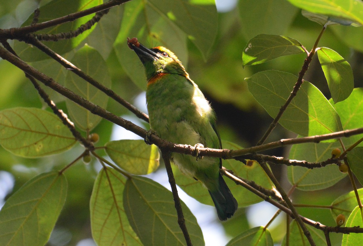 Flame-fronted Barbet - ML107695561