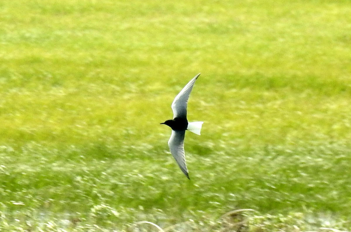 White-winged Tern - bob butler