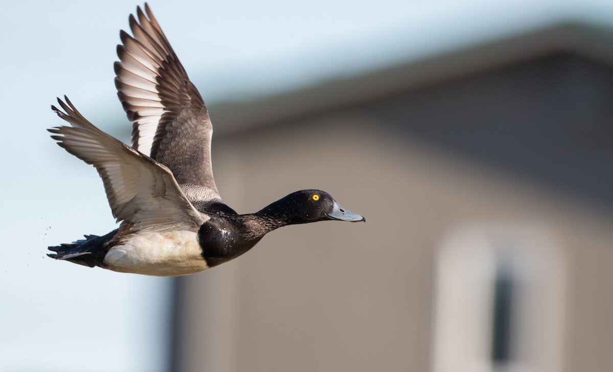 Greater Scaup - ML107697901