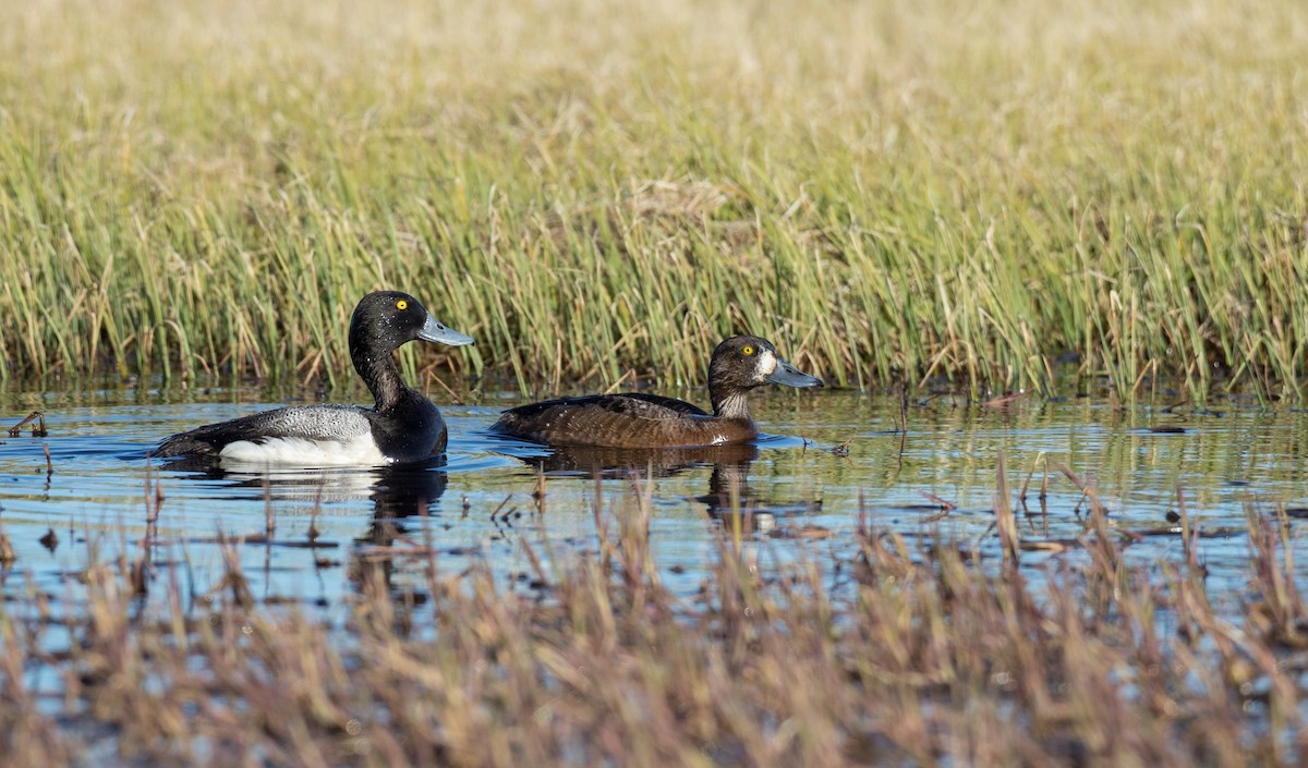 Greater Scaup - ML107697931