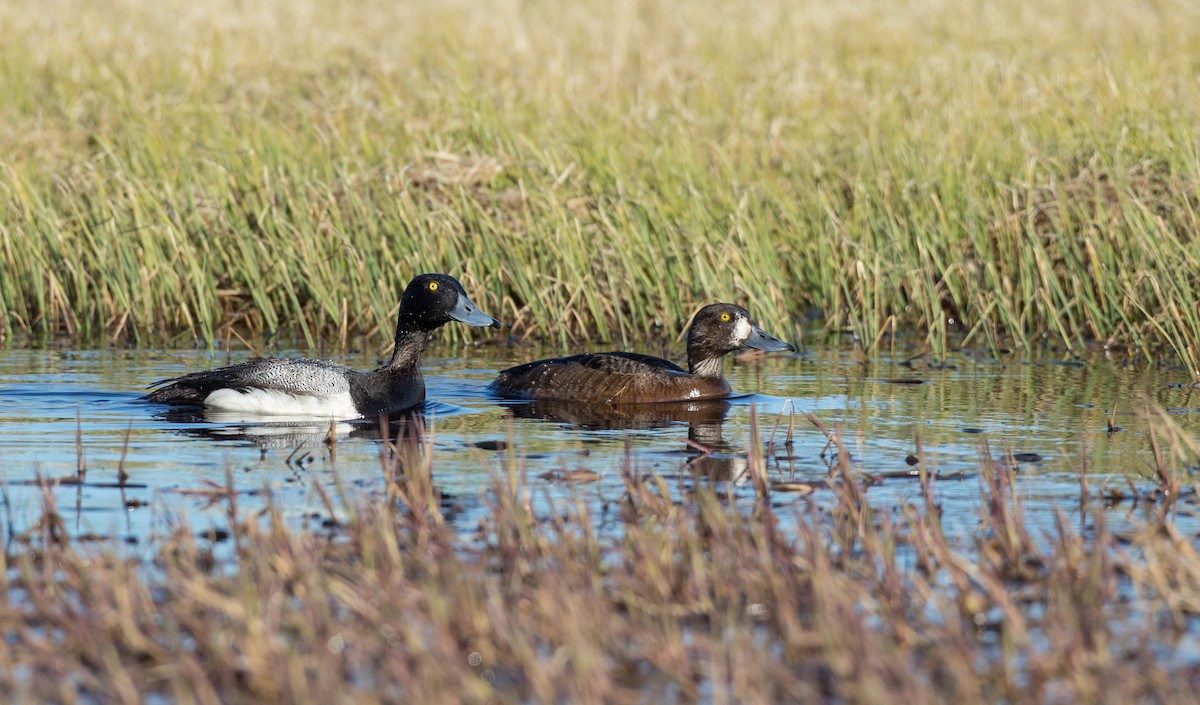 Greater Scaup - ML107697941