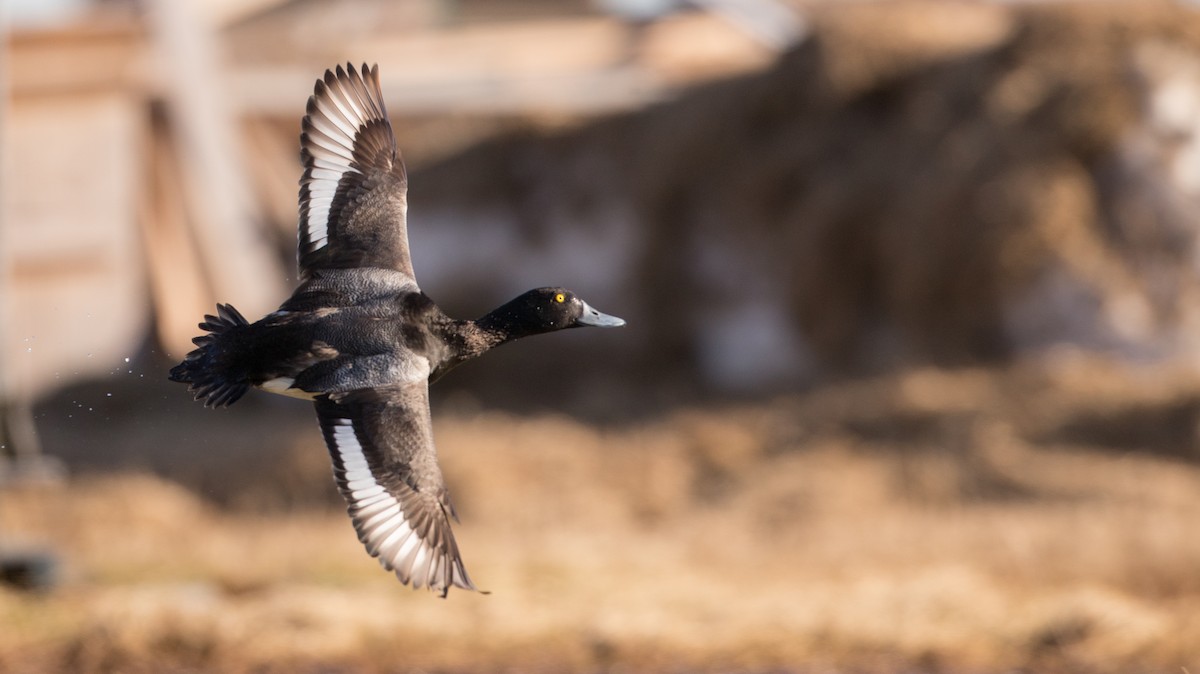 Greater Scaup - ML107697951