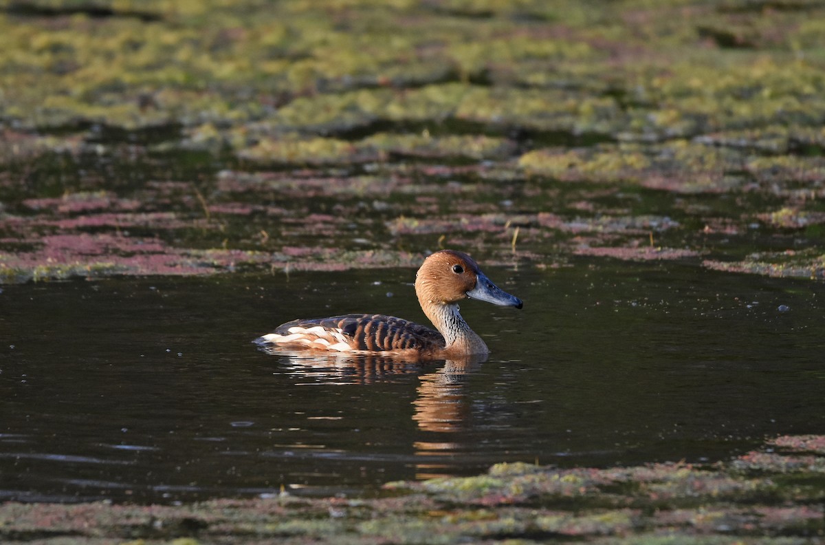 Fulvous Whistling-Duck - Kevin Lapp