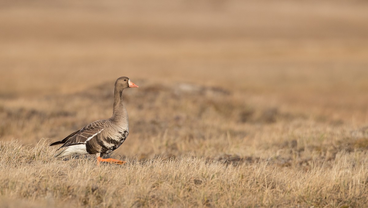Greater White-fronted Goose - ML107702771