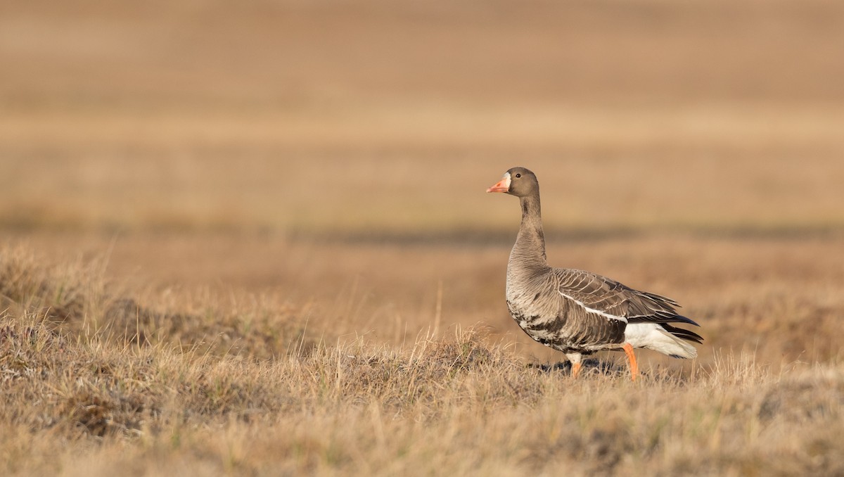 Greater White-fronted Goose - ML107702781