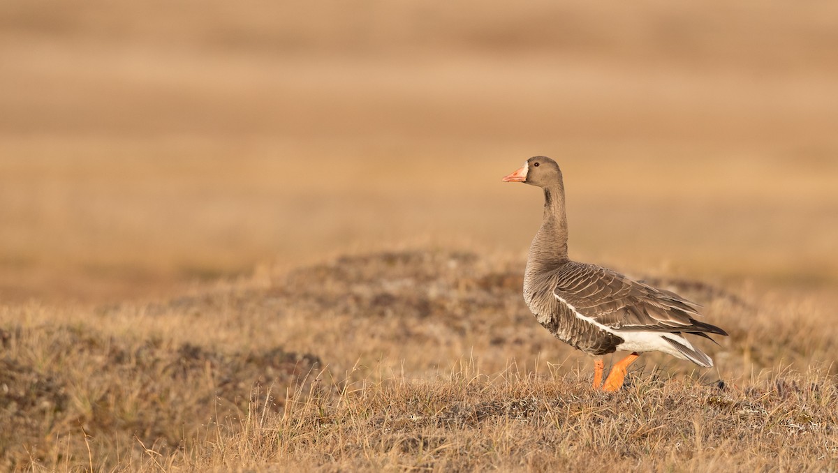 Greater White-fronted Goose - ML107702791