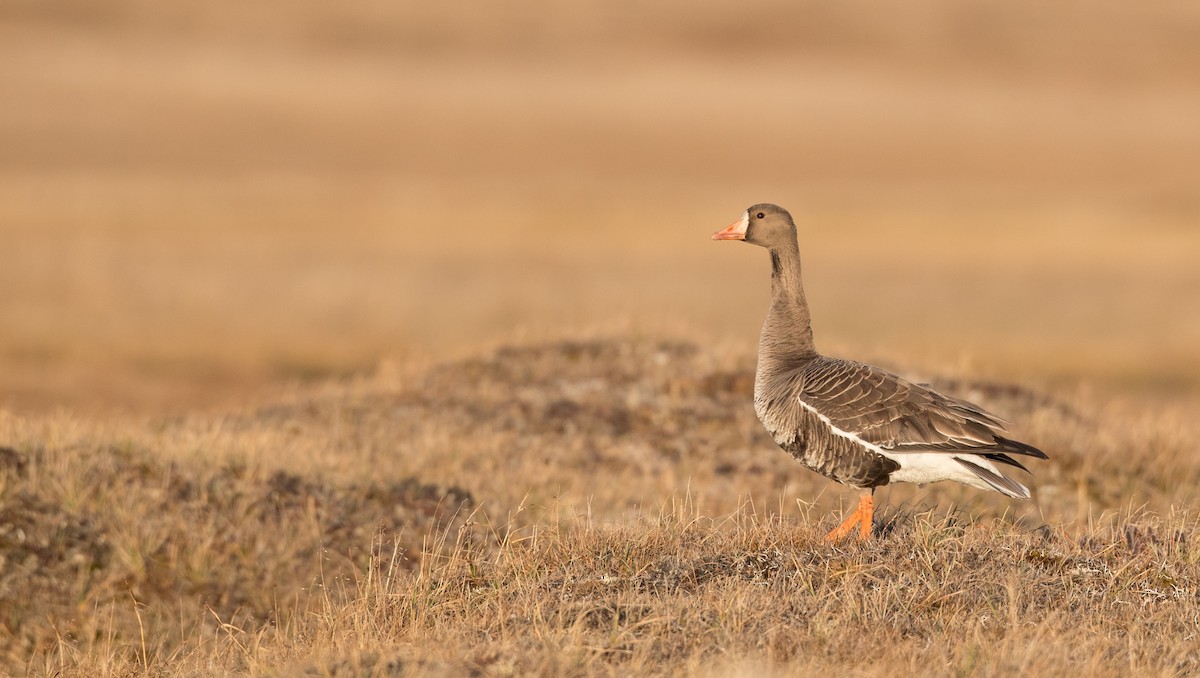 Greater White-fronted Goose - Ian Davies