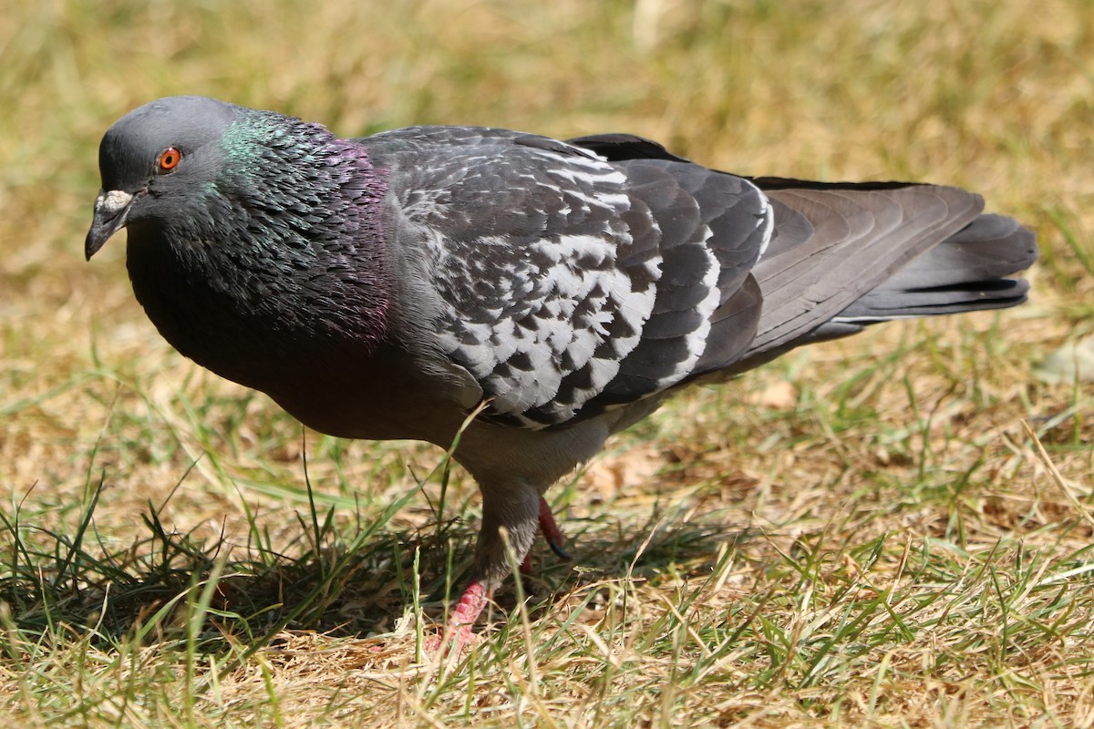 Rock Pigeon (Feral Pigeon) - Michael Maltby