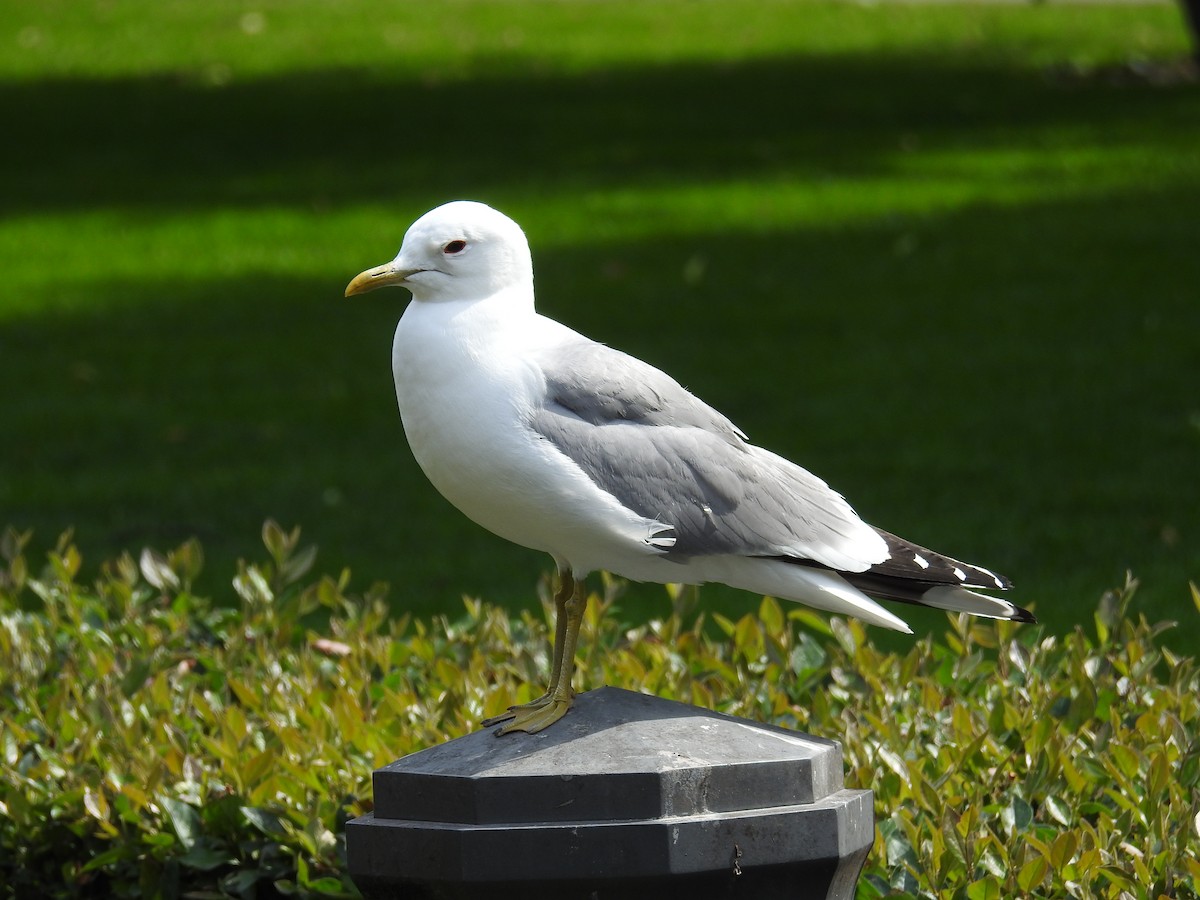 Common Gull (European) - Claudius  Feger