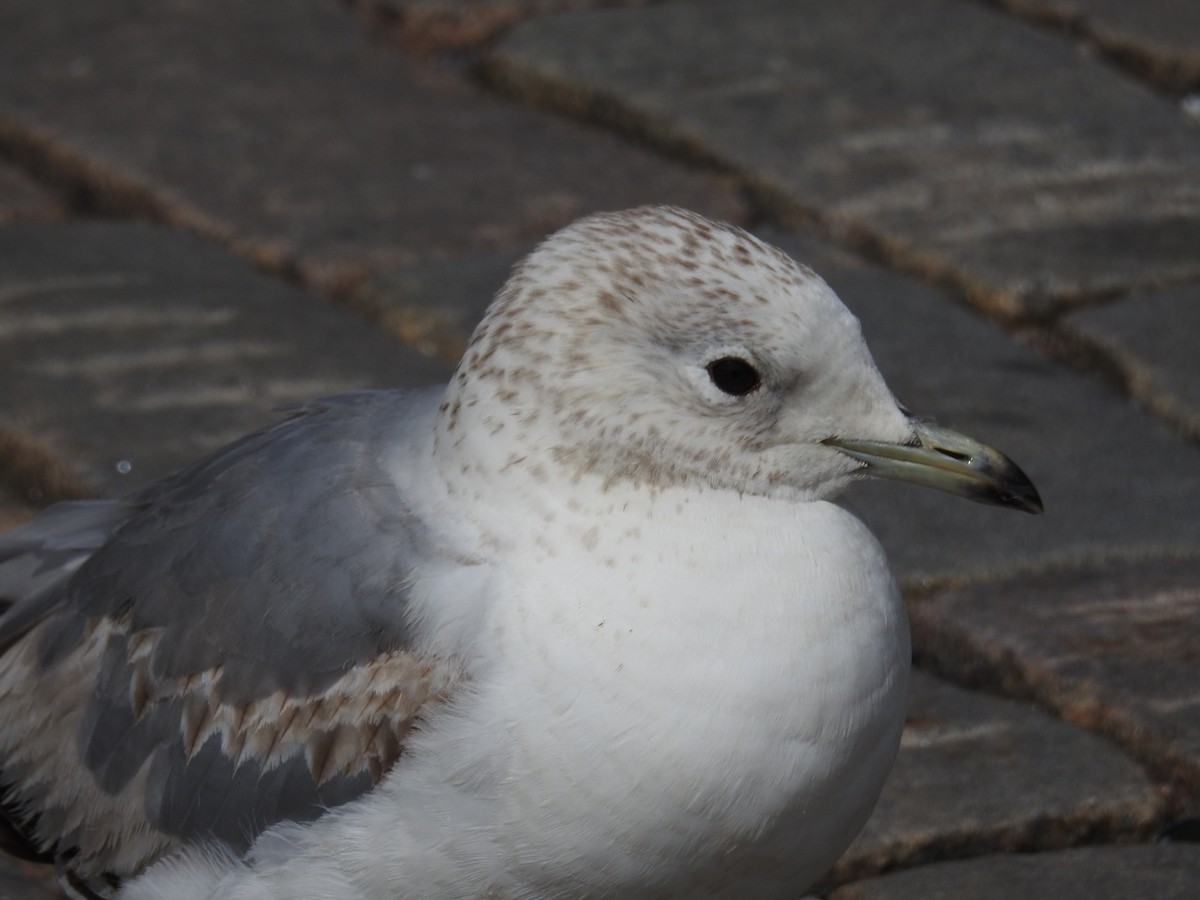 Common Gull (European) - Claudius  Feger