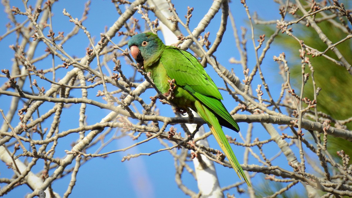 Blue-crowned Parakeet - Pablo Alejandro Pla