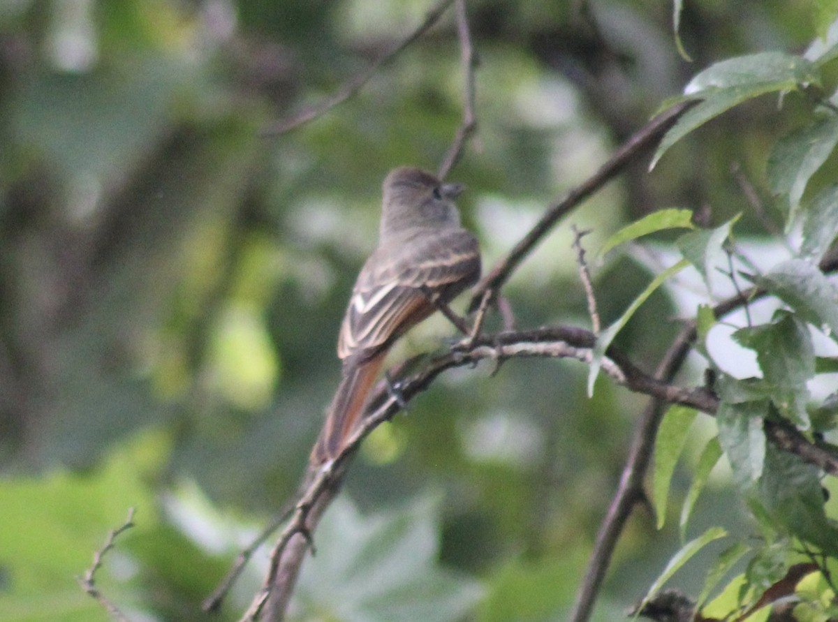 Great Crested Flycatcher - ML107709671