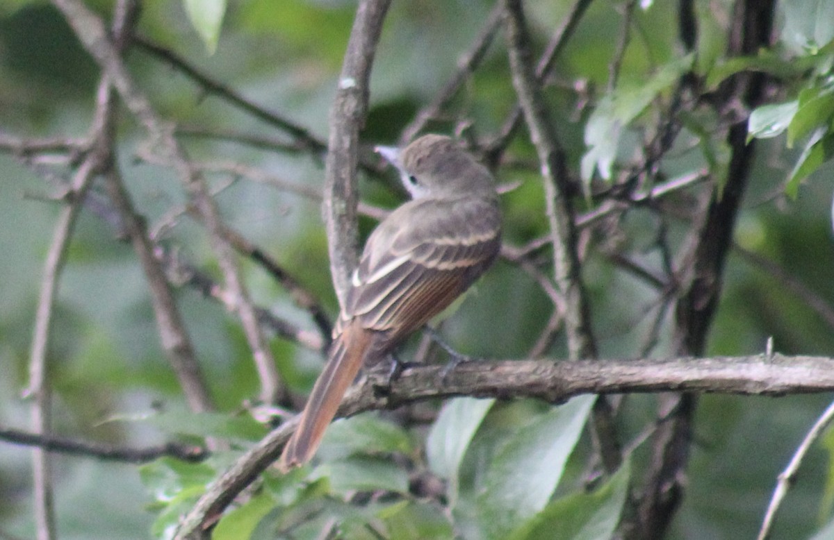 Great Crested Flycatcher - ML107709731