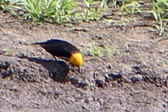 Yellow-headed Blackbird - pamela graber