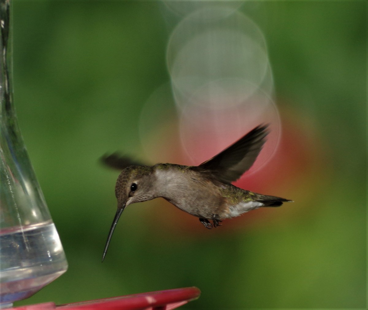 Black-chinned Hummingbird - ML107710961