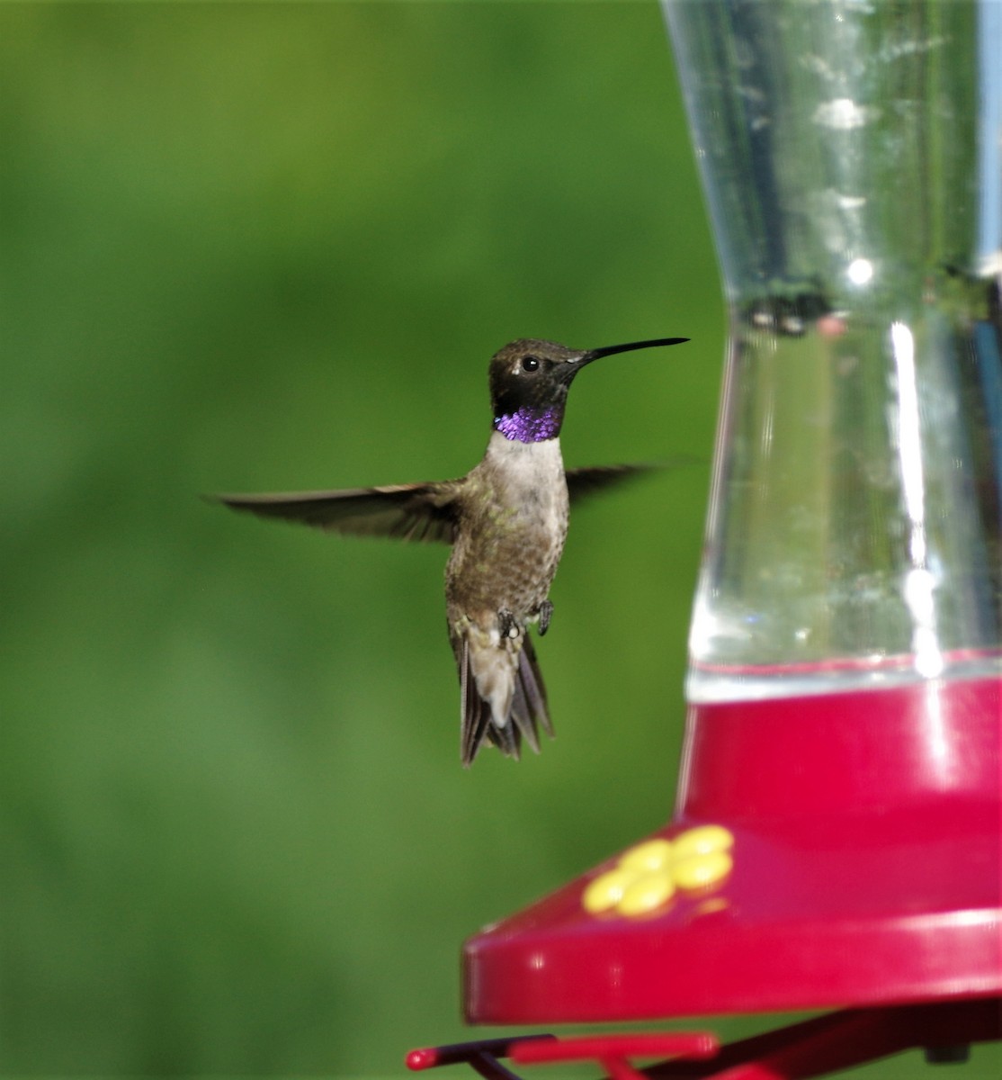 Black-chinned Hummingbird - ML107710981