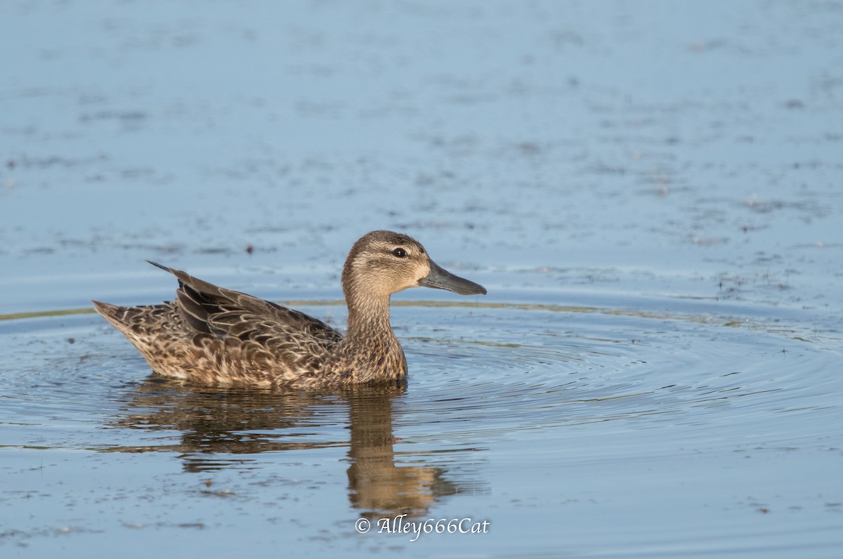 Blue-winged Teal - Amy Tremblay
