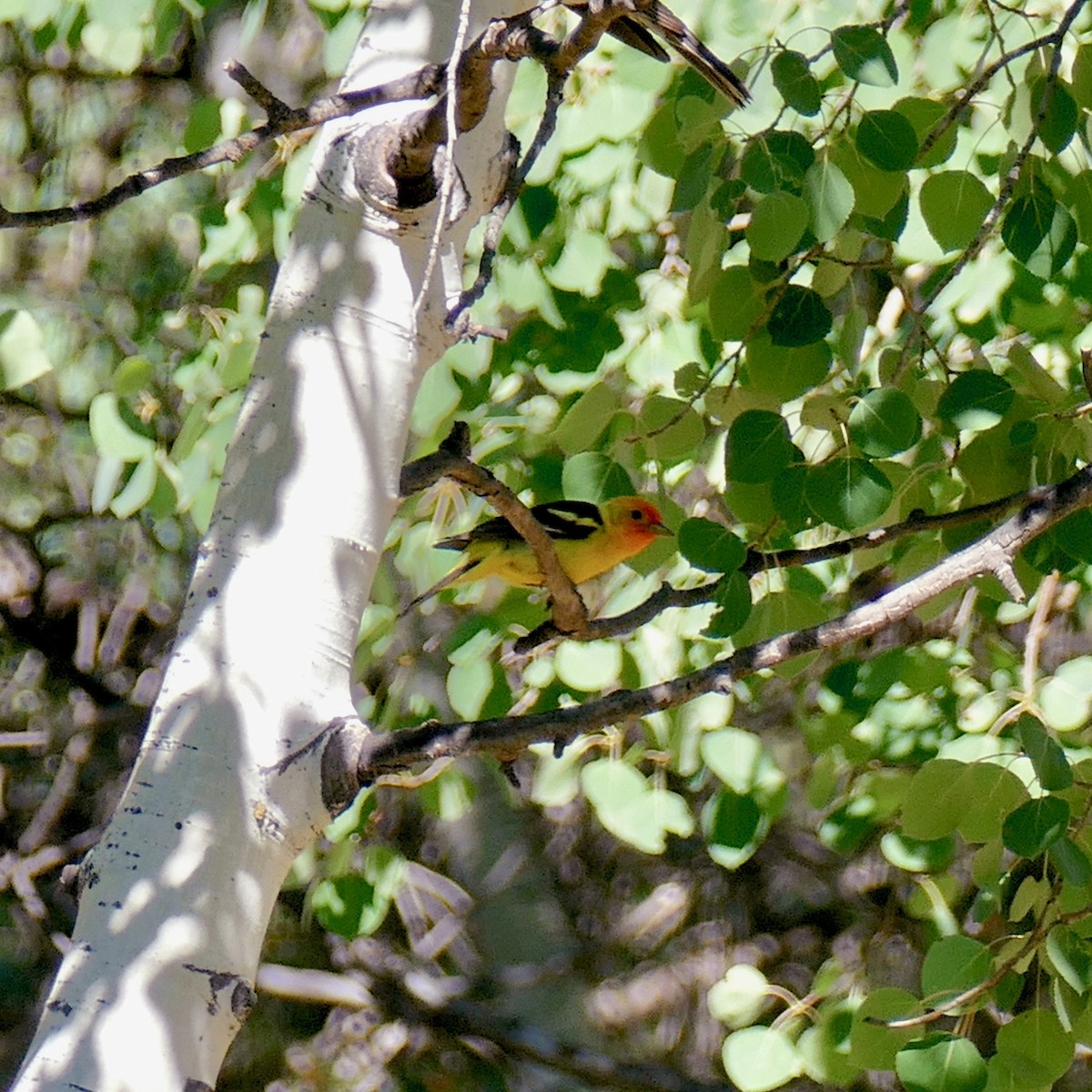 Western Tanager - Don Hall