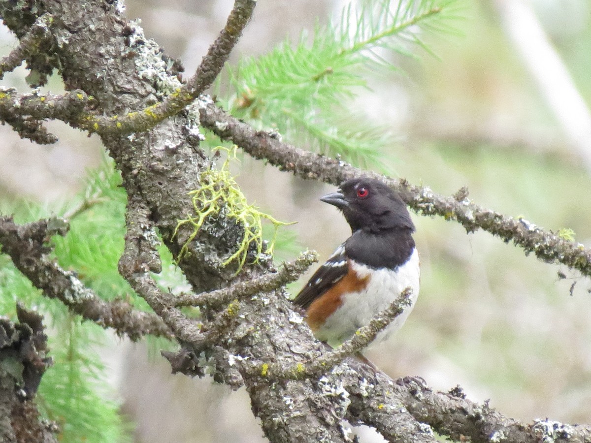 Spotted Towhee - Halley Davis
