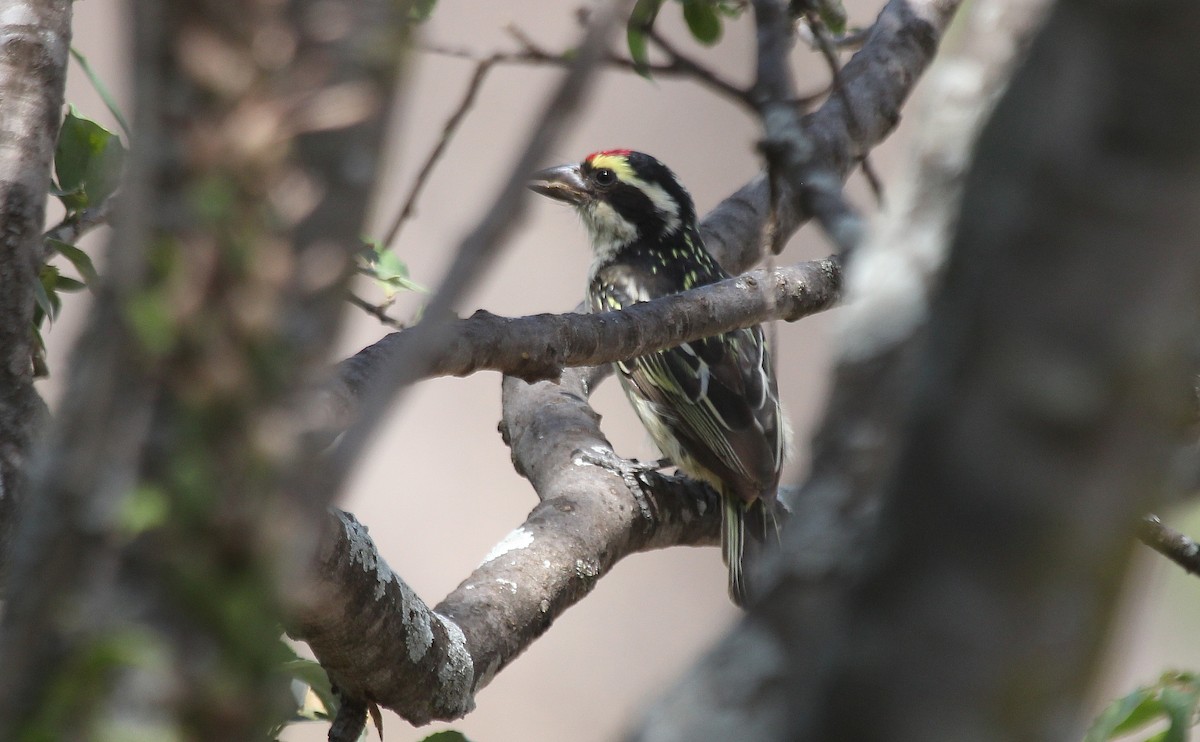 Red-fronted Barbet - ML107719121