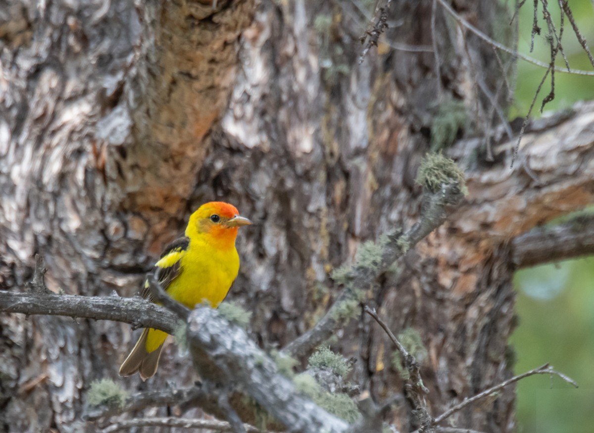 Western Tanager - Isaac Ho
