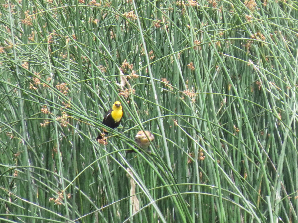 Yellow-headed Blackbird - ML107719811