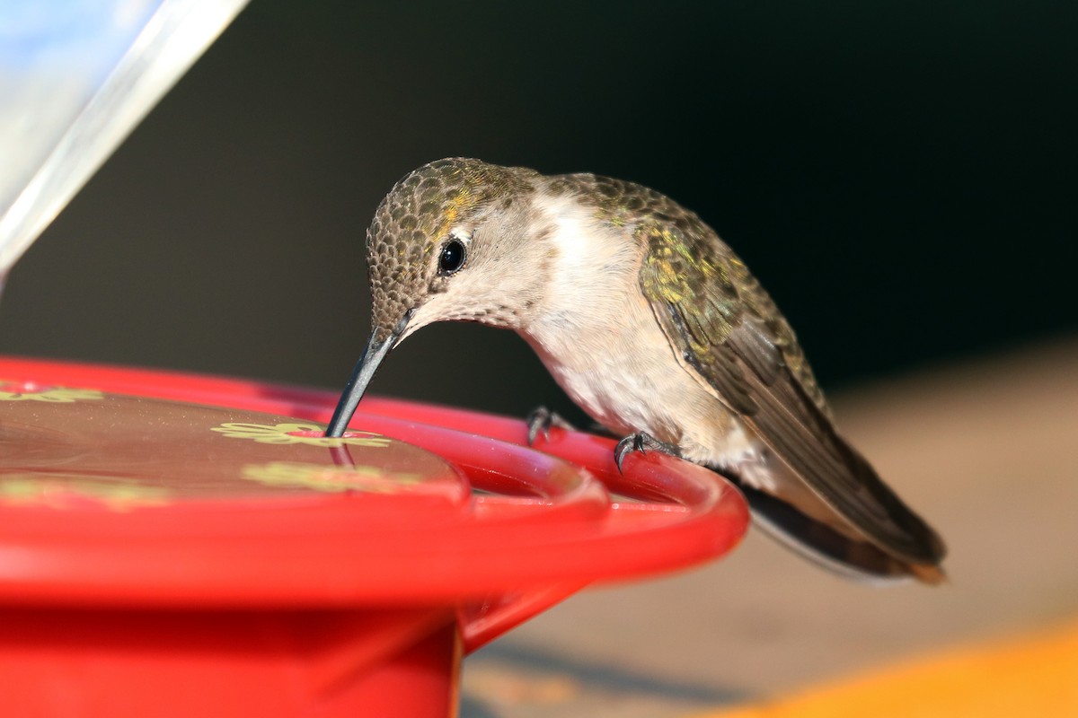 Black-chinned Hummingbird - Colin Sumrall