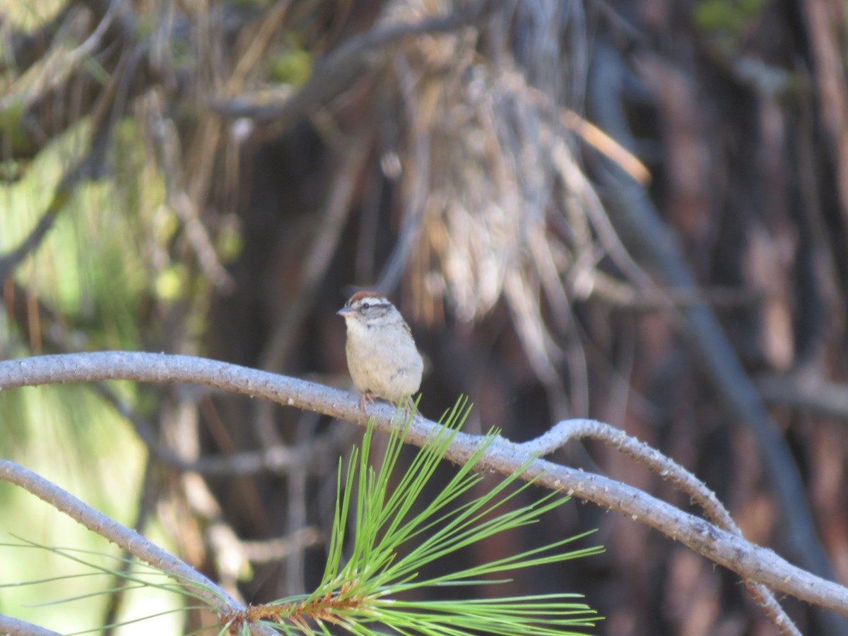 Chipping Sparrow - ML107720381