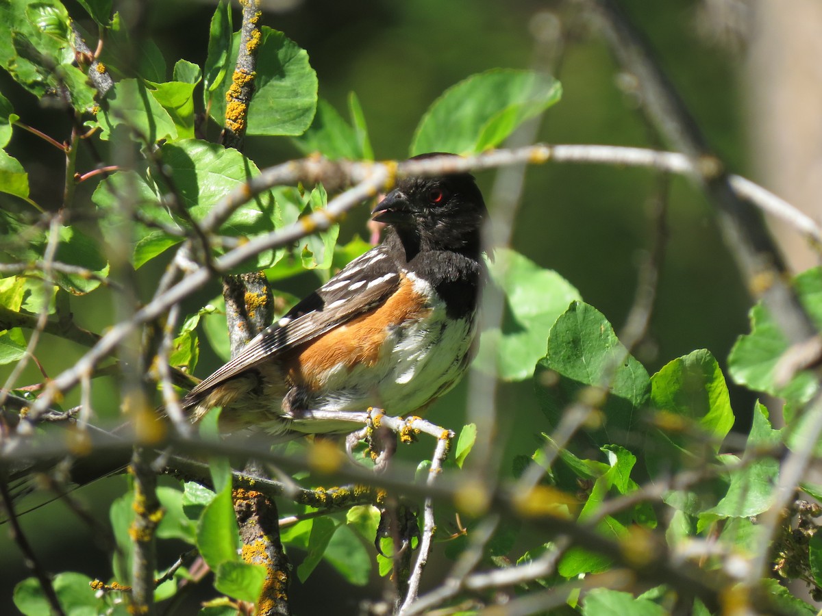 Spotted Towhee - Halley Davis