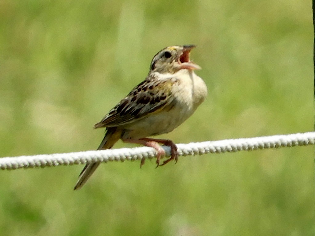 Grasshopper Sparrow - Sabrena Boekell