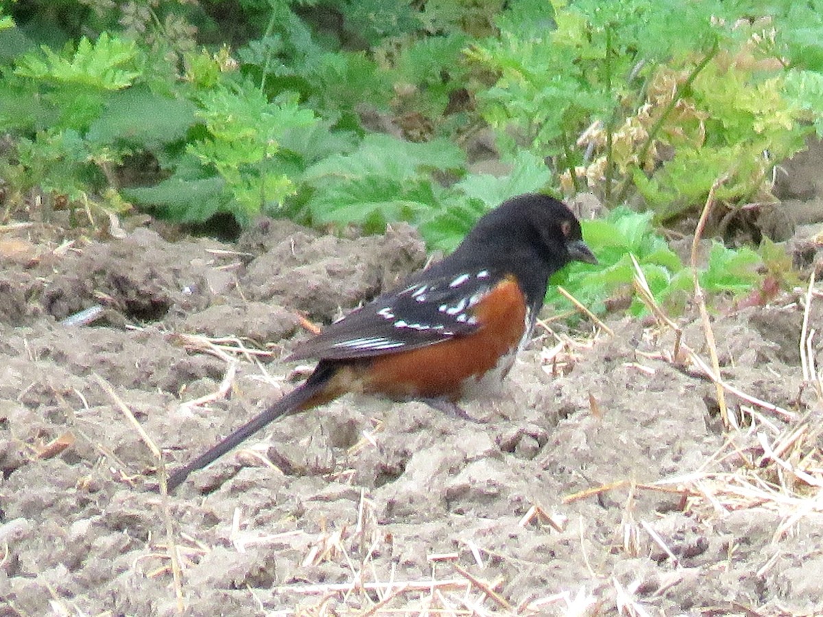 Spotted Towhee - ML107722111