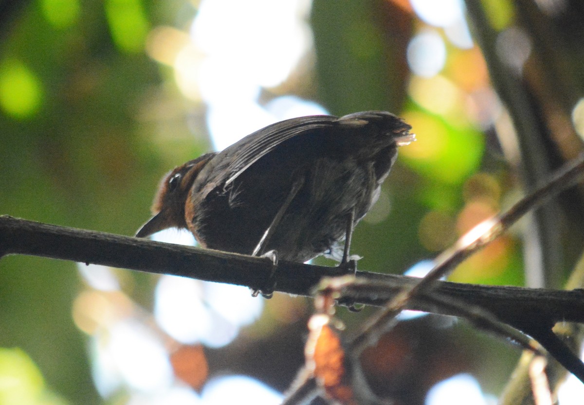 Chestnut-crowned Gnateater - ML107724261