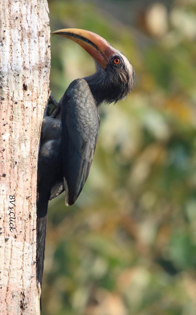 Malabar Gray Hornbill - Bhaarat Vyas