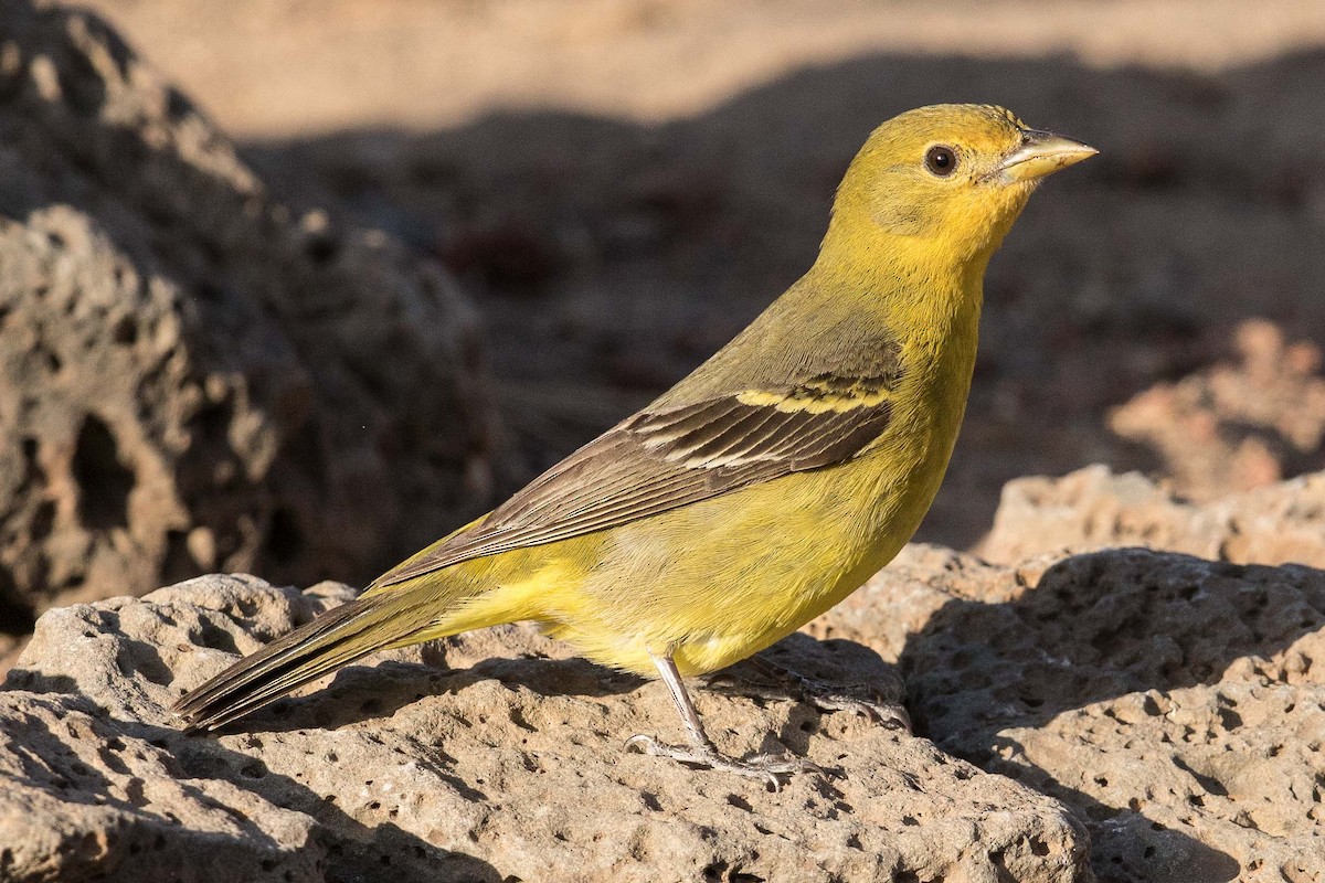 Western Tanager - ML107726351