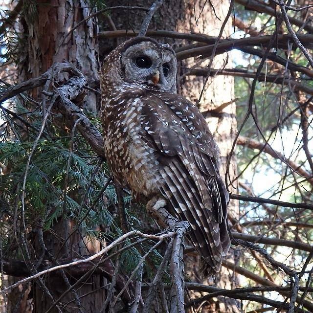 Spotted Owl - ML107729441