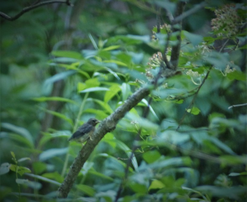 Black-throated Blue Warbler - Marco Beaulieu