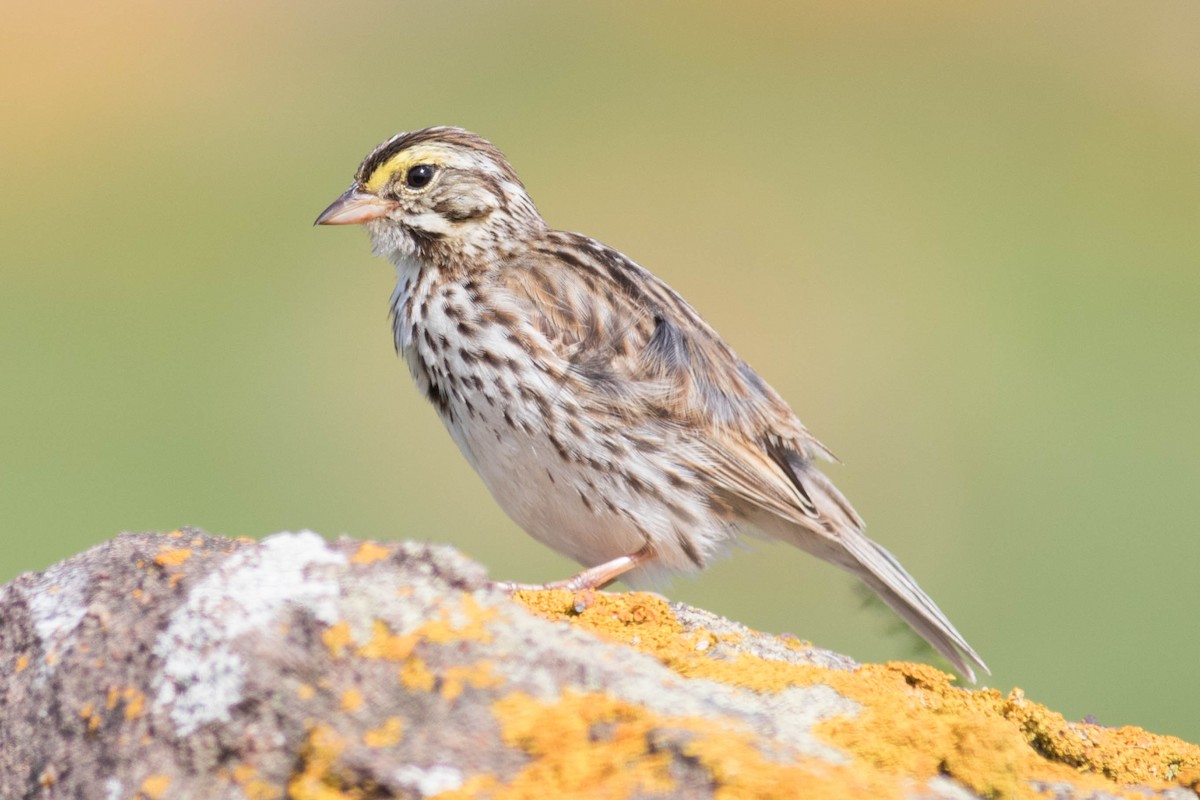 Savannah Sparrow - ML107730711