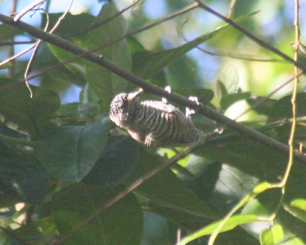 White-barred Piculet - ML107733361