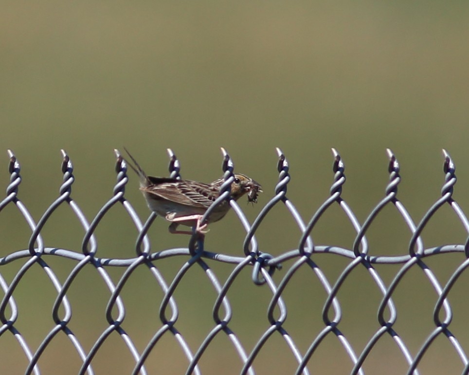 Grasshopper Sparrow - Keri Charles